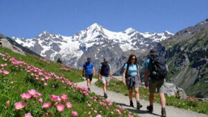 Mehr über den Artikel erfahren Frühling in den Alpen: Wandern wenn die Alpenrosen blühen